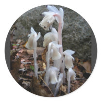Indian Pipe 27 ~ sticker by Andy2302 Indian Pipe 27 ~ sticker