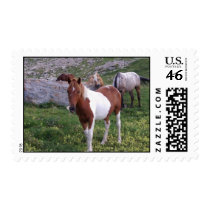 Indian Pony Horse Postage Stamp