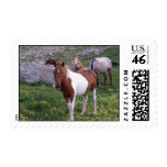 Indian Pony Horse Postage Stamp