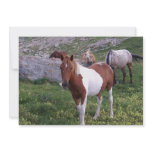 Indian Pony Invitation