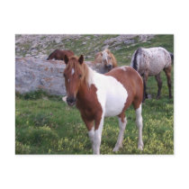 Indian Pony Postcard