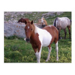 Indian Pony Postcard