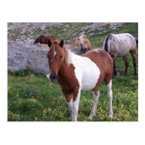 Indian Pony Postcard postcards