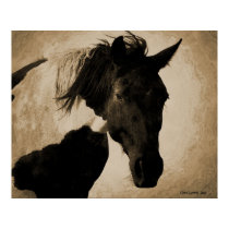 Indian Pony posters