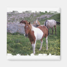 Indian Pony Square Magnet