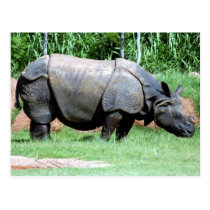 Indian Rhino4x6 postcards