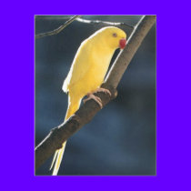 Indian Ringneck Parakeet postcards