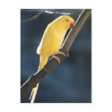 Indian Ringneck Parakeet postcards by dlnewsom61 Indian Ringneck Parakeet postcards