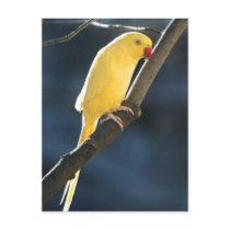 Indian Ringneck Parakeet postcards