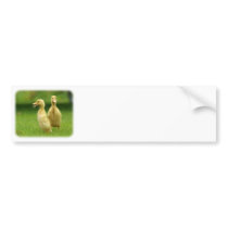 Indian Runner Ducklings 9W029D-024 bumper stickers by TraffordPhotos Indian Runner Ducklings 9W029D-024 bumper stickers