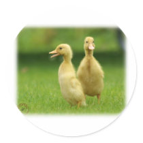Indian Runner Ducklings 9W029D-024 stickers