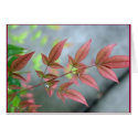 Indian Summer Morn cards by mmargot Indian Summer Morn cards