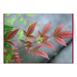 Indian Summer Morn Greeting Card
