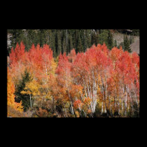 Indian Summer reds posters by Orchidlady Indian Summer reds posters