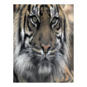 Indian Tiger posters
