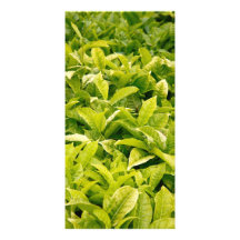 Indian variety of tea photo greeting card