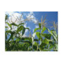 Indiana Corn Postcard Indiana Corn Postcard
