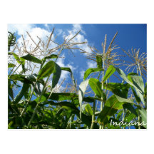 Indiana Corn Postcard