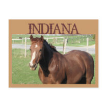 INDIANA Horse postcards by sharpcreations INDIANA Horse postcards