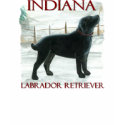 Indiana Labrador t-shirts