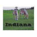 Indiana postcards