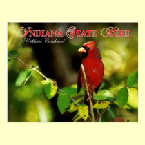 Indiana State Bird - Northern Cardinal postcards