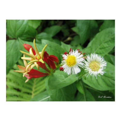 IndianPink and Daisy Fleabane print