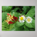 IndianPink and Daisy Fleabane Print