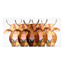 India's cow photo cards by minjean India's cow photo cards