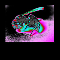Indiglo Hornet t-shirts