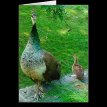 Indignant Mama Peacock with Chick cards