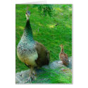 Indignant Mama Peacock with Chick cards