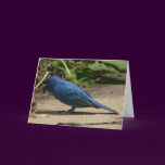 Indigo Bunting Bird