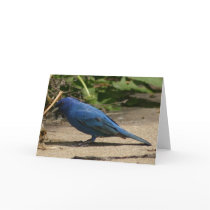 Indigo Bunting Bird cards