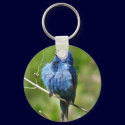 Indigo Bunting Keychain