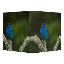 Indigo Bunting, Passerina cyanea, Coastal Binder