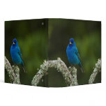 Indigo Bunting, Passerina cyanea, Coastal binders