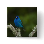Indigo Bunting, Passerina cyanea, Coastal buttons