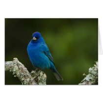 Indigo Bunting, Passerina cyanea, Coastal Card