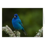 Indigo Bunting, Passerina cyanea, Coastal cards