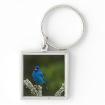 Indigo Bunting, Passerina cyanea, Coastal Key Chains