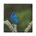 Indigo Bunting, Passerina cyanea, Coastal magnets