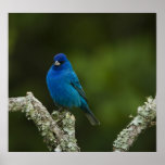 Indigo Bunting, Passerina cyanea, Coastal posters