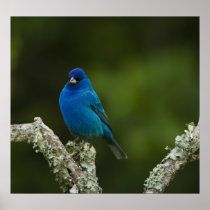 Indigo Bunting, Passerina cyanea, Coastal