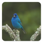 Indigo Bunting, Passerina cyanea, Coastal stickers