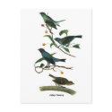 Indigo Bunting postcards by jarthurdavis Indigo Bunting postcards
