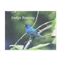Indigo Bunting Postcards