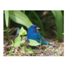 indigo bunting postcard