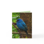 Indigo Bunting Thank You Card