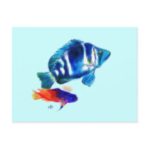 Indigo Fish, Fairy Basslet Postcards